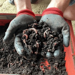 Vermicompost / biohumus granulat - îngrășământ 100% natural, 10 kg-3